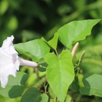 Ipomoea carnea Jacq.